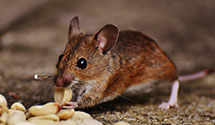 24 Hour & Emergency Exterminators in Royal Pines, NC